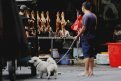 Собаковод беседует с продавцом собачьего мяса.  Фото: STR/AFP