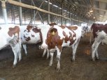 Начинающие фермеры Приамурья тратят господдержку на покупку молочных коров