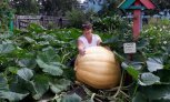 В Чигирях школьники вырастили гигантскую тыкву весом 117 килограммов