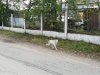 В Зее спасатели за сутки помогли двум собакам