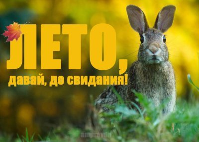 Фотофакты с «Амурской правдой»: благовещенские белки сели на голову и новые флешмобы в Instagram
