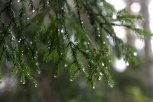Дожди  задержатся в Приамурье: прогноз погоды