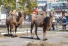 В центре амурской столицы гуляет стадо верблюдов