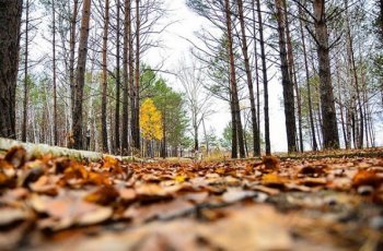 Прощание с золотой осенью: амурчане фотографируют цветущую сирень и небо