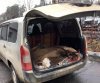 Погоня за браконьером: в Свободненском районе задержали машину с тремя тушами косуль