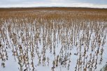 Соя под снегом: рекордного урожая в Амурской области не будет
