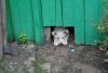В Приамурье насчитали около 5 тысяч безнадзорных животных
