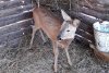 Амурчане выхаживают спасенную из ледяной воды косулю