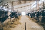 Молочная ферма и метаноловый завод стали приоритетными инвестпроектами Приамурья