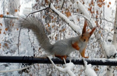 На севере пройдут снегопады, на юге потеплеет до нуля: прогноз погоды в Приамурье