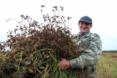 Гречка как маятник: из-за низких цен урожай гречихи сократился вдвое