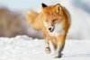 У трех лисиц и двух енотовидных собак в Приамурье обнаружено бешенство