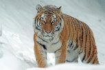 В Приморье поймали амурского тигра, кравшего пограничных собак