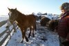 Не осталось места лошадям: монолог фермера из амурской глубинки
