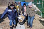 Стоматологи в Приморском крае вылечили зубы отловленному тигру