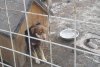 На владельца приюта «Дружок» возбуждено уголовное дело за жестокое обращение с собаками