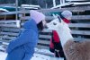 Утро с «Амурской правдой»: курица из Зеи снесла яйцо-гигант, а известный тренер ушла в правительство