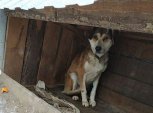 Владелец приюта «Дружок» в Благовещенске: «Моя земля — мои собаки»