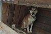 Амурская ветлаборатория: у погибших собак из приюта «Дружок» от истощения отказало сердце