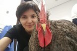 В Благовещенске семья бизнесменов завела в квартире породистого петуха