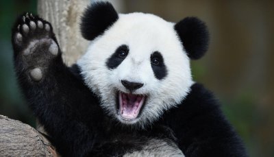 Утро с «Амурской правдой»: пятиметровый чек за покупку, панда-миротворец и рецепт холодных сырников
