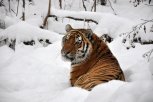 Фотоловушки на тигров появятся в двух районах Амурской области