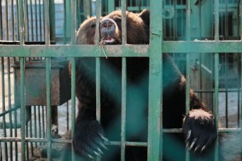 Февральская оттепель разбудила медведей и барсуков в Благовещенске на три недели раньше срока