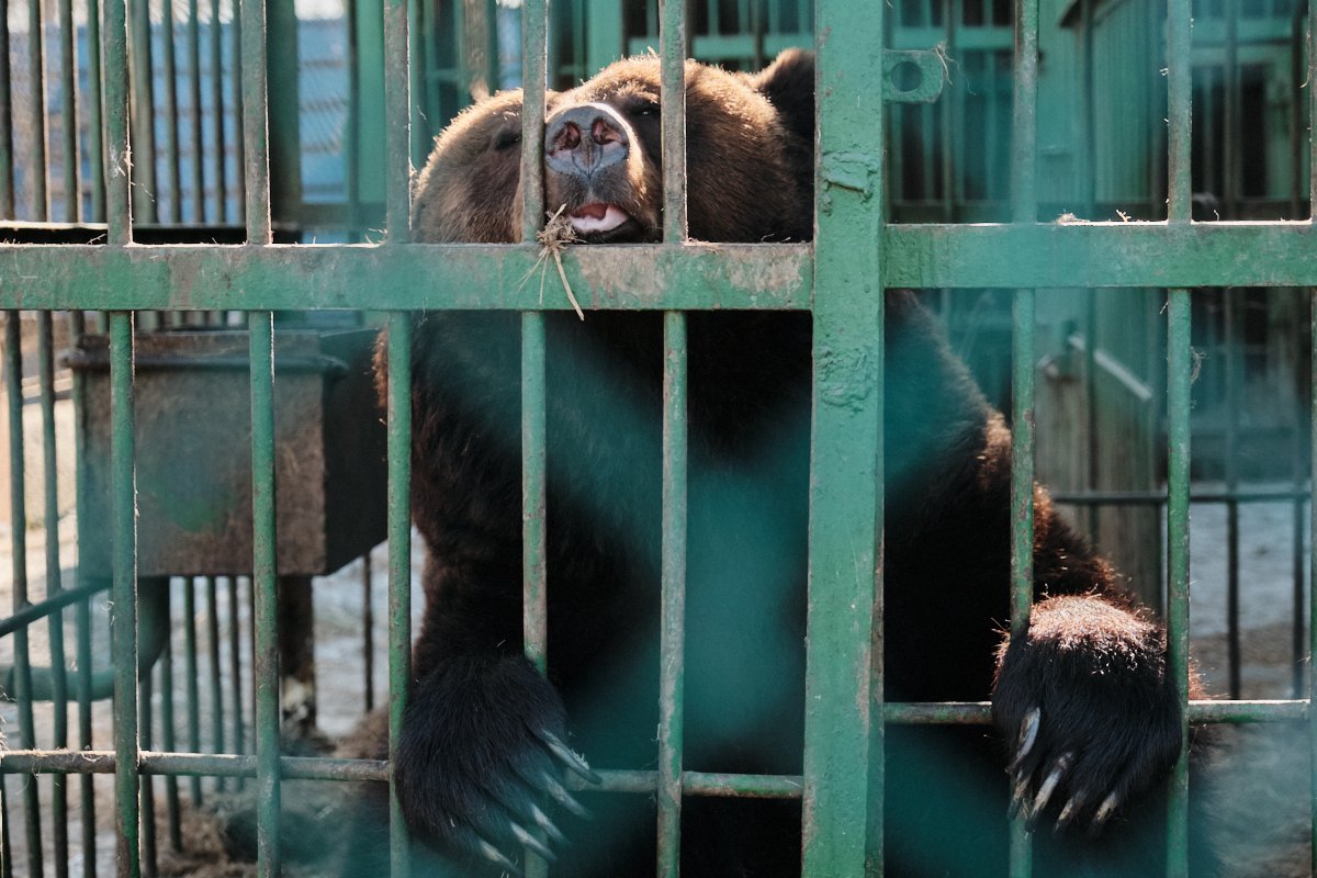 Зоопарк благовещенск. Медведь Амурская область. Медведь проснулся. Медведь проснулся Россия.