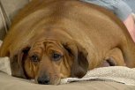 Собачка на прокачку: в Благовещенске объявили кастинг на похудательный марафон для животных