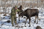 Лосята Майя и Гаврюша подросли в ЦОПе «Зейский» и общаются с людьми