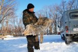 Амурским охотникам предлагают 7,5 тысячи рублей за убитого волка