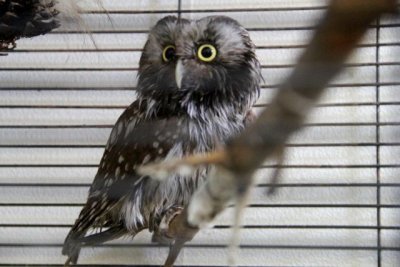 Министерскому совенку Бумбе нужен новый вольер: репортаж АП из благовещенского зоопарка