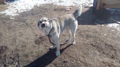 «Собаки будут жить!»: пострадавшие после встречи с волком амурские псы прошли карантин