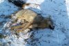 Застреленный в Красной Орловке волк пришел с бешенством из Китая