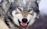 10 популярных статей марта: подмена детей, неудачная операция, нападение волков и тайны уборщицы
