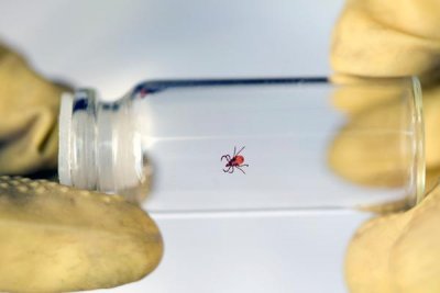 Почему дальневосточные клещи самые опасные и в каких районах Приамурья нельзя гулять без прививки