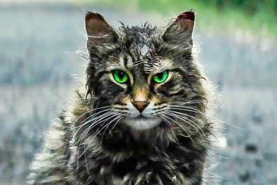 А за ними кот: рецензия на новый фильм ужасов «Кладбище домашних животных» по роману Стивена Кинга