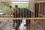 После нападения медведя на турбазе Благовещенска амурчанка лишилась руки