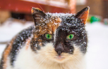 Утро с «Амурской правдой»: что расскажут о вас утренние привычки и снежные коты на деревьях