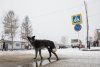 Мэрия Благовещенска приняла экстренное решение по отлову бродячих собак