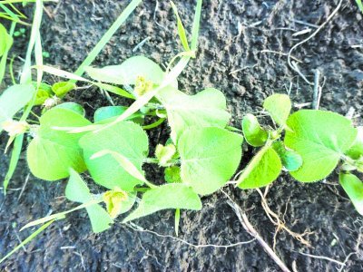 Как уникальный гербицид Пледж защищает амурскую сою от сорняков