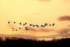 На юге Приамурья стартовала охота на гусей