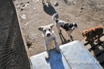 В Приамурье хотят открыть муниципальные приюты для собак