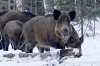 Полевые «столовые» для амурских косуль, кабанов и птиц засеют пшеницей и соей