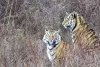 Приморских тигрят Павлика и Елену выпустят в вольер в Архаринском районе после майских праздников