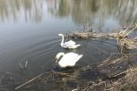 Лебедей Петра и Февронию после зимовки выпустили на озеро лотосов в Ивановке