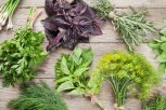 Котлеты из зеленого лука, салат из одуванчиков, омлет из крапивы: 12 рецептов блюд из зелени