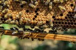 Медосмотр под микроскопом: амурские ветеринары проверяют на болезни сотни тысяч пчел