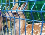 В Благовещенске собирают деньги на дом для истощенного олененка-сироты