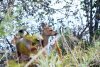 Третью за месяц косулю убили браконьеры в Магдагачинском районе